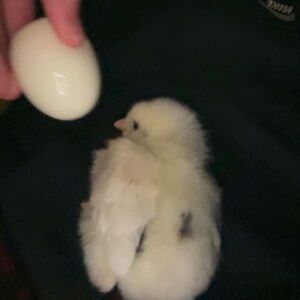 Meet your Posher, Landen